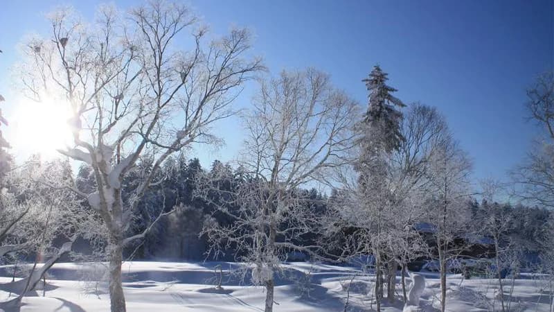 Frost-covered winter forest