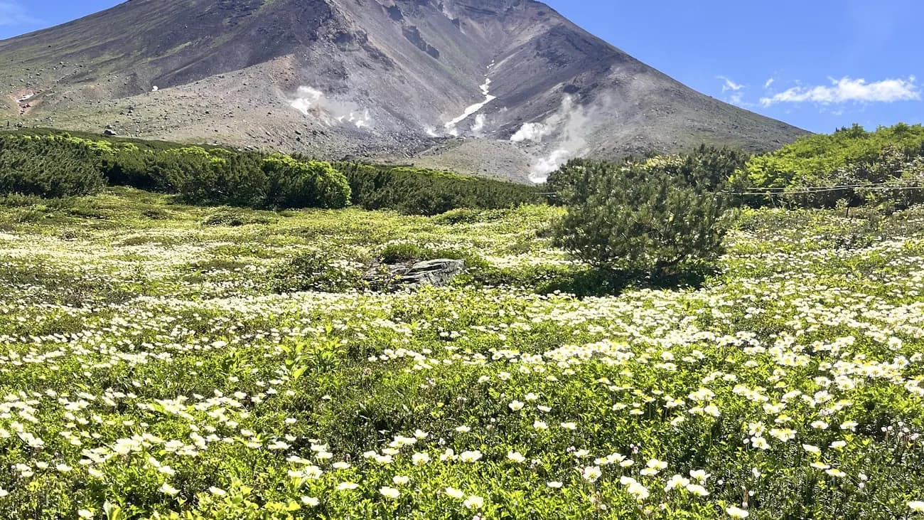 Spring — New growth and gentle sunlight